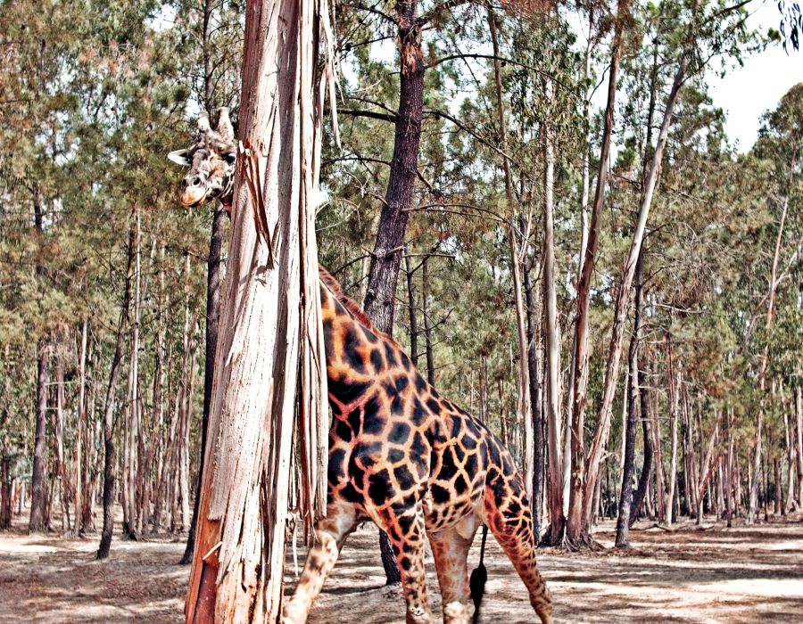 badoca safari park
